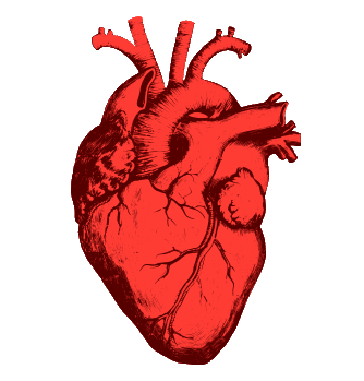 Human Heart Clipart Transparent Stock